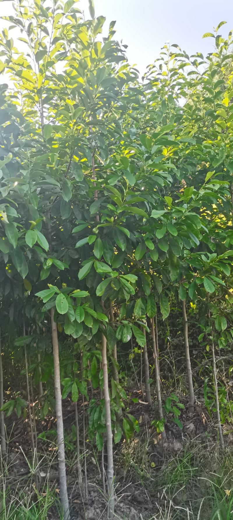供应含笑苗，深山含笑2-3-4公分大量供应