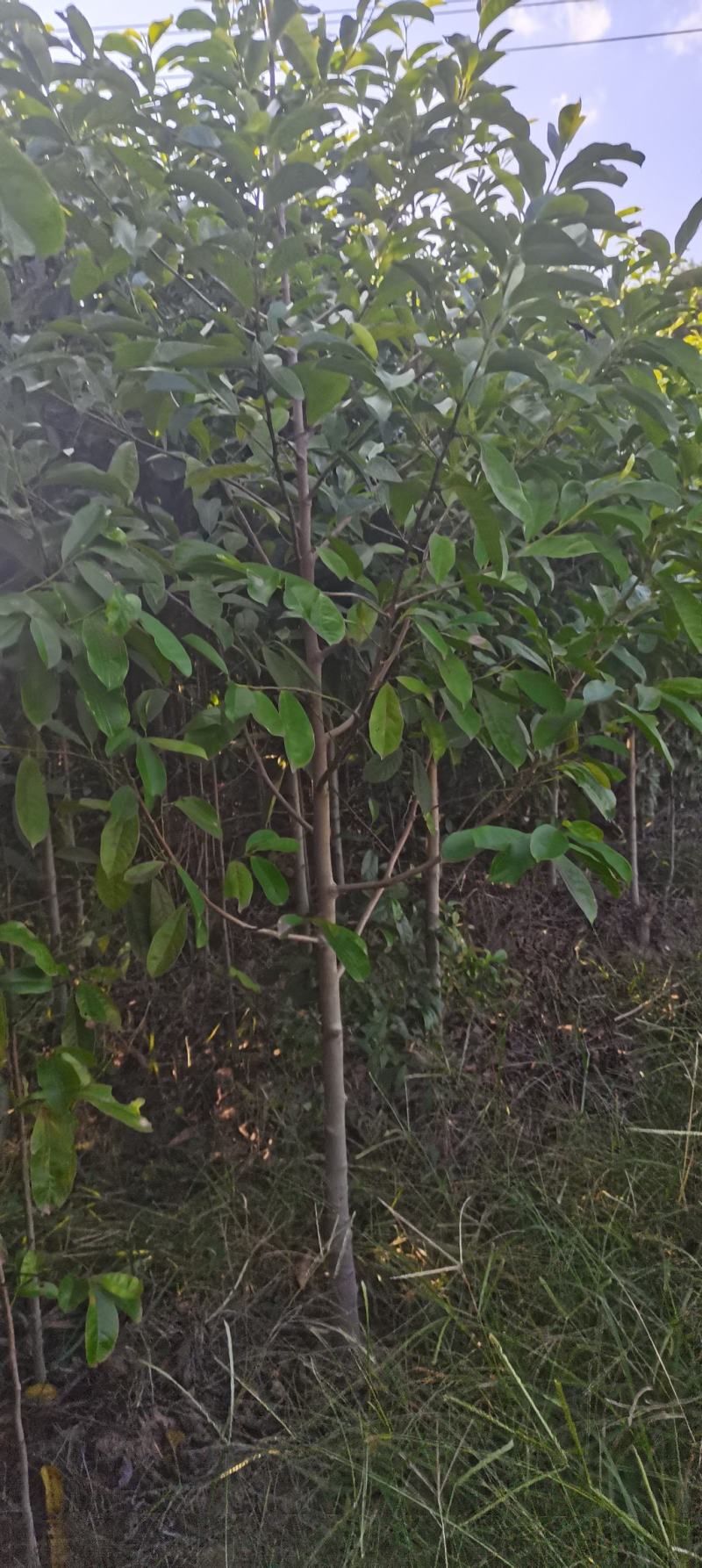 供应含笑苗，深山含笑2-3-4公分大量供应