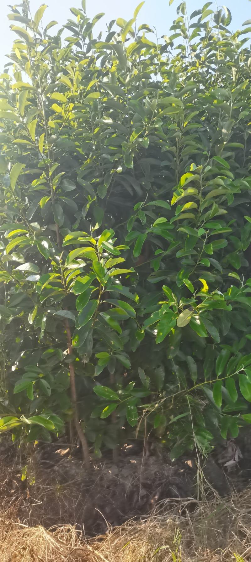 供应含笑苗，深山含笑2-3-4公分大量供应