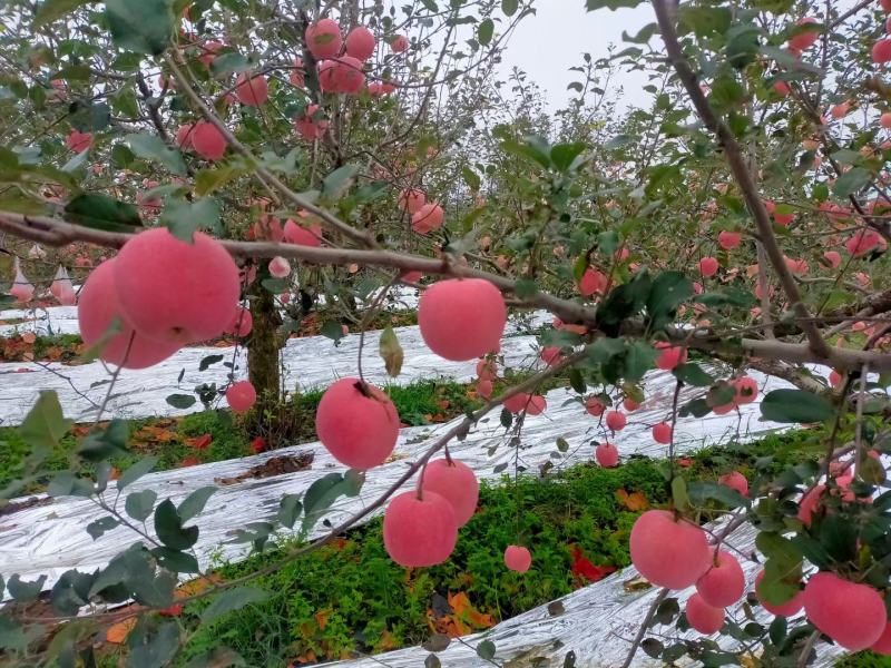 一，二，三级，红富苹果正宗栖霞苹果质量好