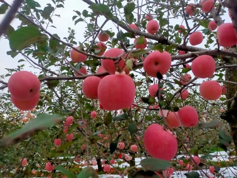 一，二，三级，红富苹果正宗栖霞苹果质量好