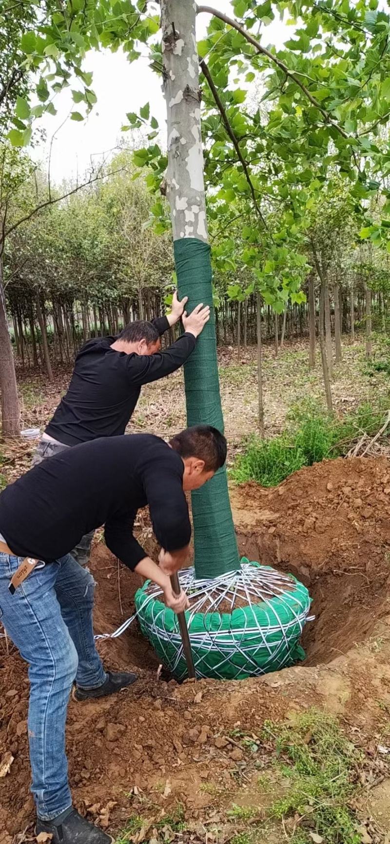 法桐基地直供大规格法桐批发法桐