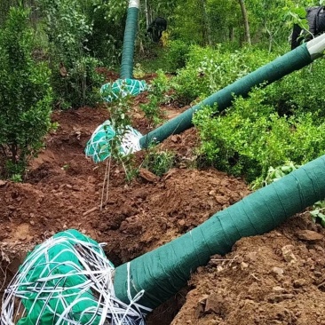法桐基地直供大规格法桐批发法桐