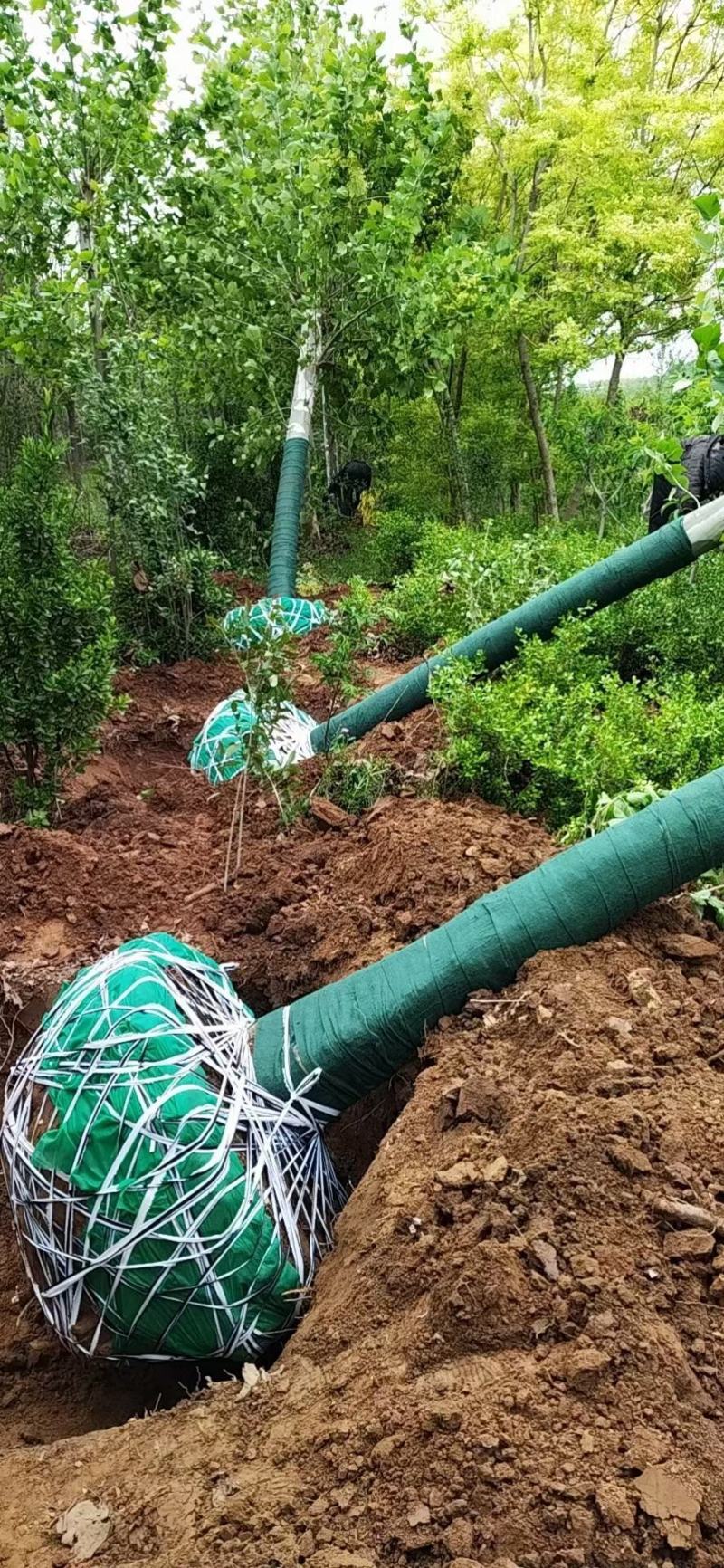 法桐基地直供大规格法桐批发法桐