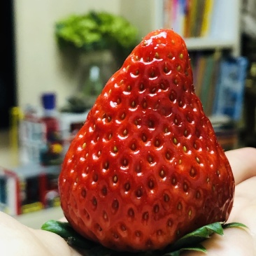 草莓