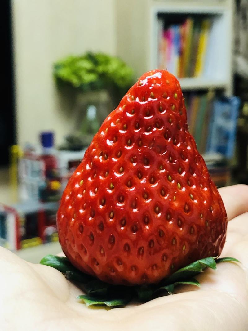 草莓