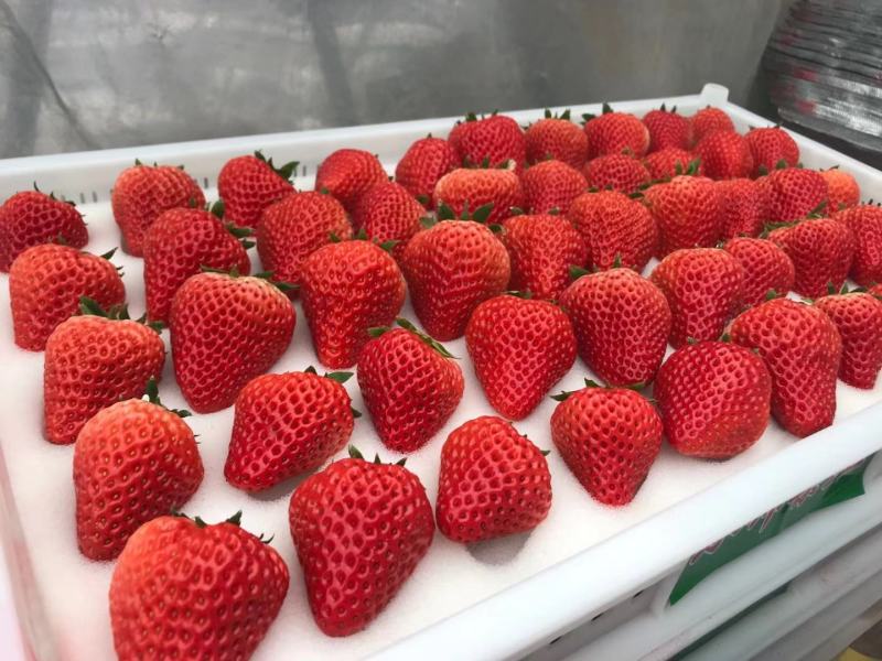 草莓