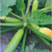 西葫芦种子沃特角瓜种籽高产耐寒油亮翠绿顺直