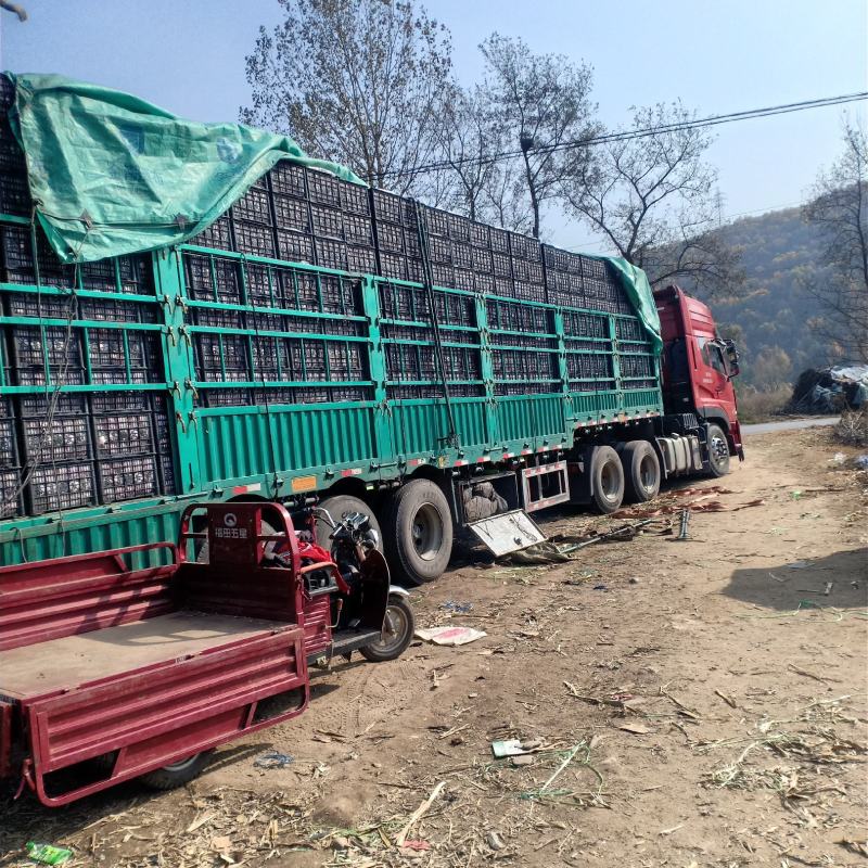辽南盖州山区红寒富苹果，。一手货源，货源充足，