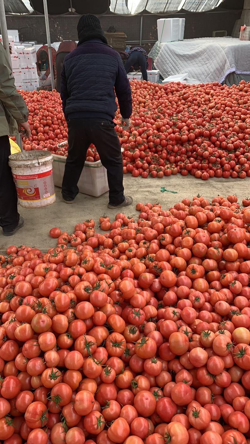 硬粉西红柿，量大质优，可供各大市场超市市场电商平台