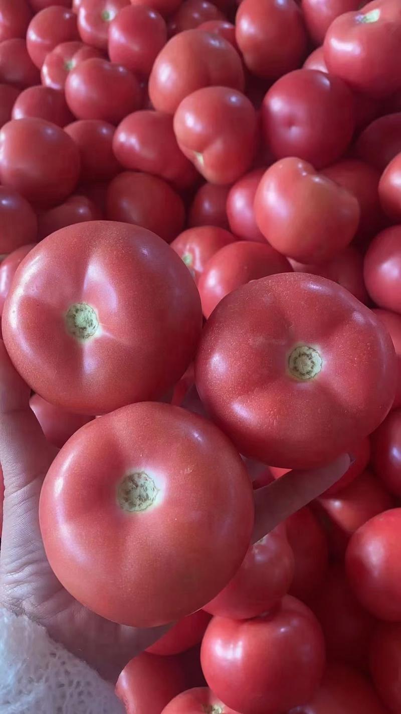 硬粉西红柿，量大质优，可供各大市场超市市场电商平台