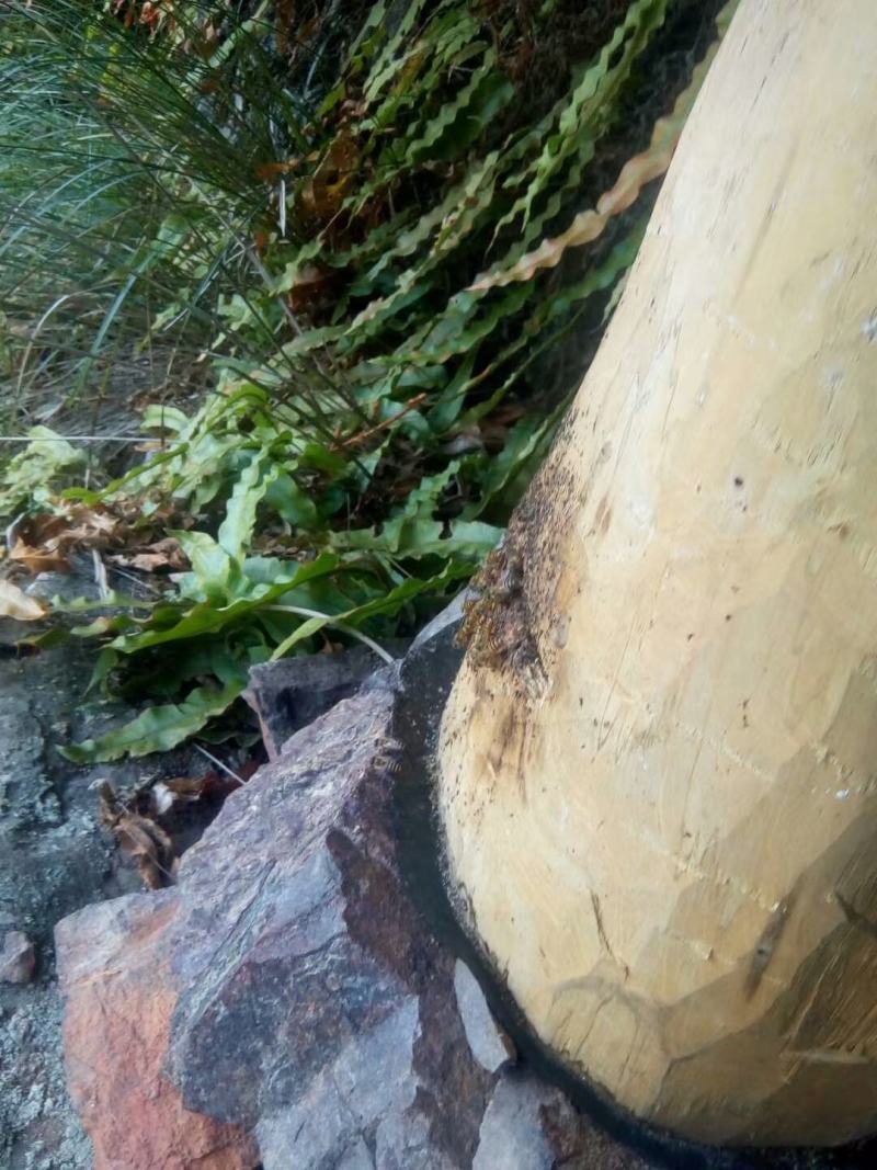 广西来宾市金秀县金秀大瑶山山卡卡蜂蜜