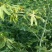 广西省来宾市金秀金秀县大瑶山甜茶