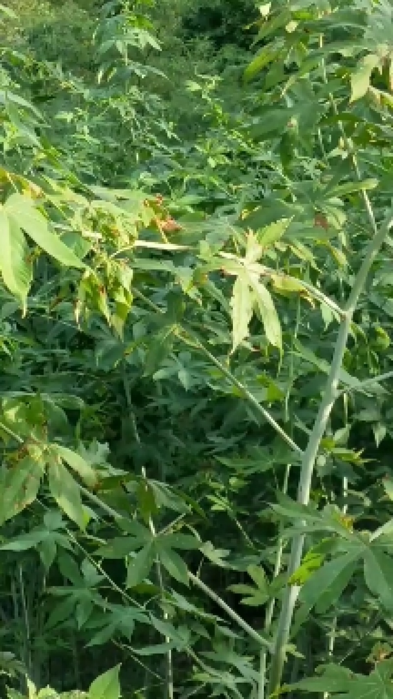 广西省来宾市金秀金秀县大瑶山甜茶