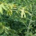 广西省来宾市金秀金秀县大瑶山甜茶