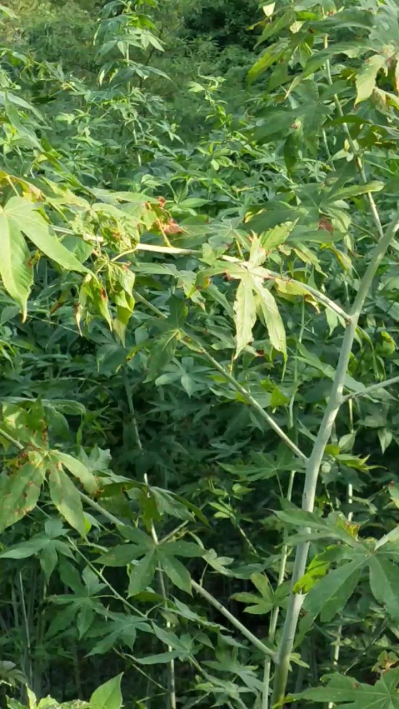 广西省来宾市金秀金秀县大瑶山甜茶