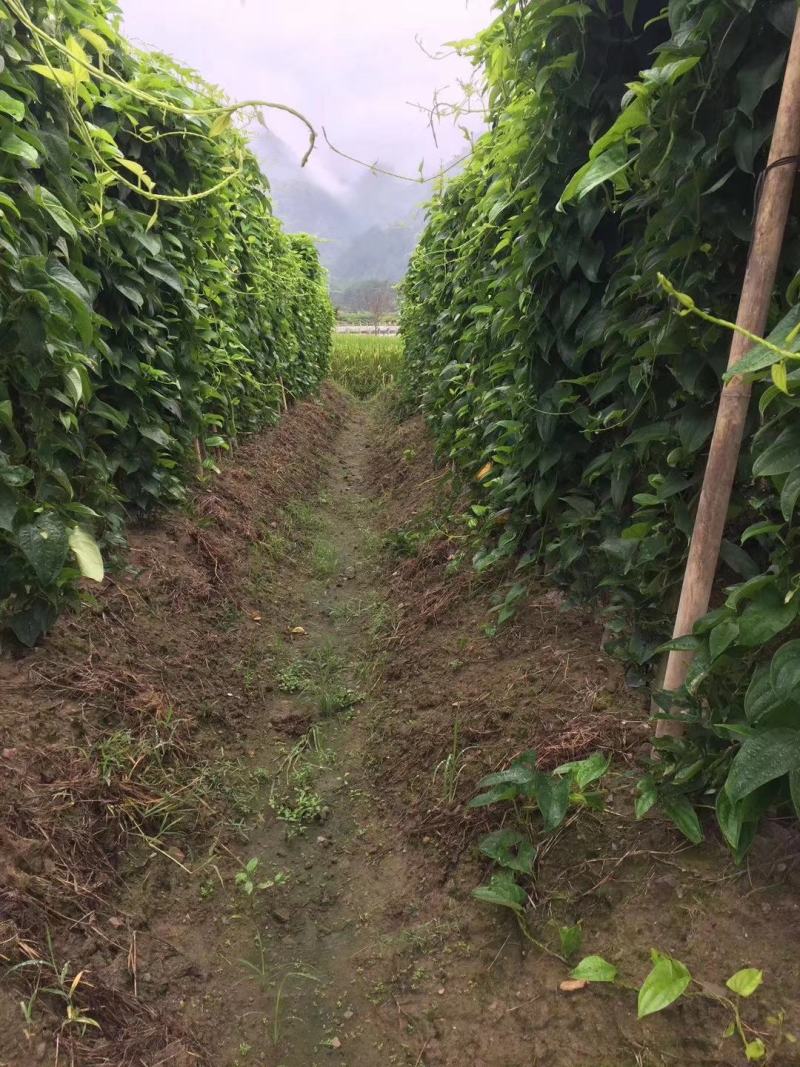 温州农特产，文成檽米山药，现挖现发：：：