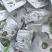 裙带菜真空包装海带苗批发售卖量大从优质量保障，可代发