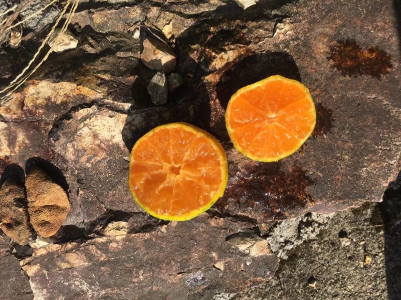 涌泉蜜橘台州临海甜度高皮薄颜色好看