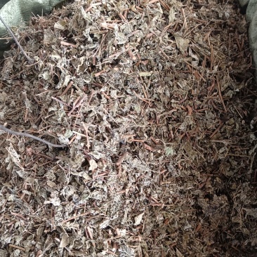 藤茶别名溪黄茶甘露藤茶龙须茶莓茶茶叶白茶