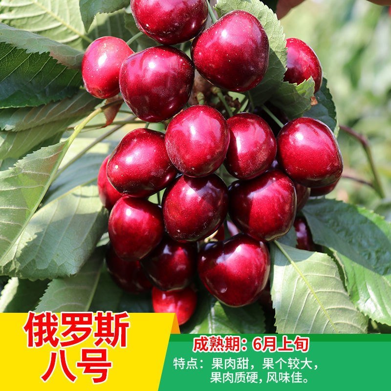俄罗斯八号大樱桃苗嫁接车厘子樱桃树含香樱桃果树苗基地批发