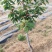 俄罗斯八号大樱桃苗嫁接车厘子樱桃树含香樱桃果树苗基地批发