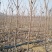 俄罗斯八号大樱桃苗嫁接车厘子樱桃树含香樱桃果树苗基地批发
