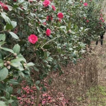 茶花树，高杆耐寒规格齐全自己种植，大量供应