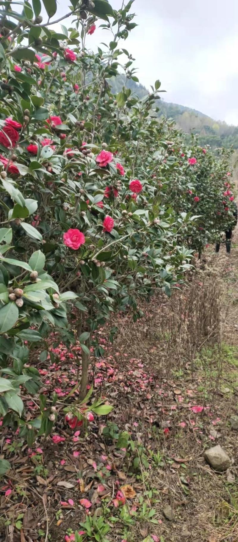 茶花树，高杆耐寒规格齐全自己种植，大量供应