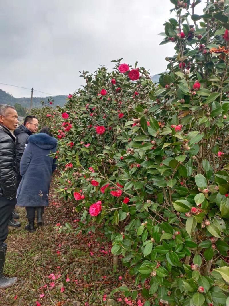 茶花树，高杆耐寒规格齐全自己种植，大量供应