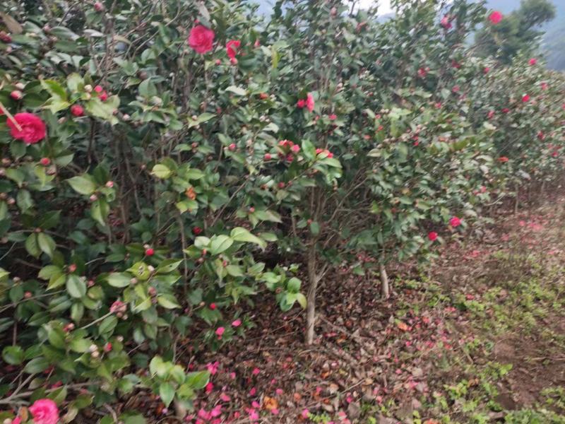 茶花树，高杆耐寒规格齐全自己种植，大量供应