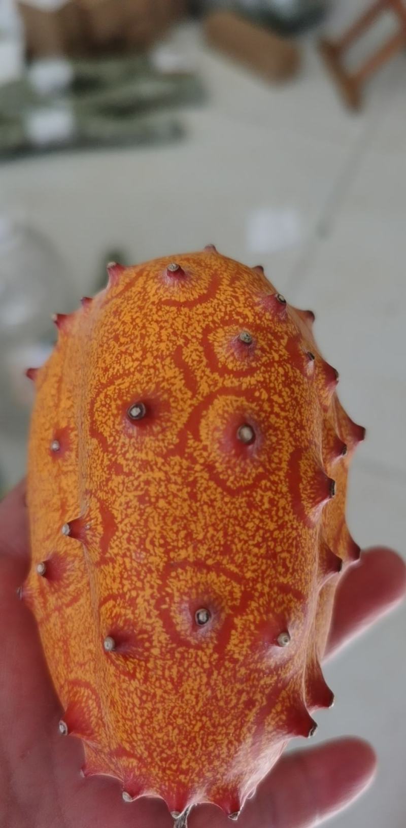 火星果种子火参果阳台水果种籽