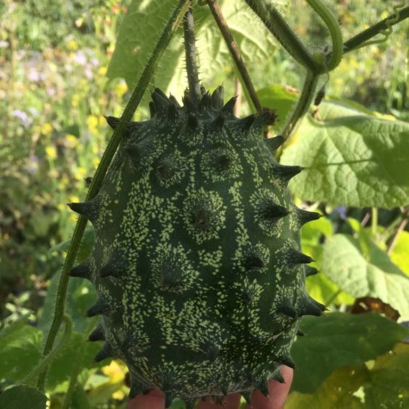 火星果种子火参果阳台水果种籽