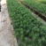 杉木苗自家基地种植杉树苗面积大货源好欢迎咨询采购