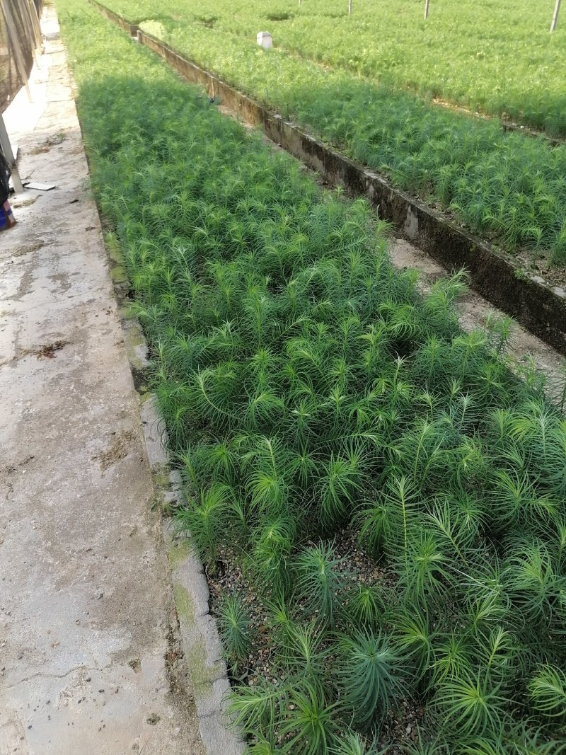 杉木苗自家基地种植杉树苗面积大货源好欢迎咨询采购