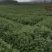 杉木苗自家基地种植杉树苗面积大货源好欢迎咨询采购