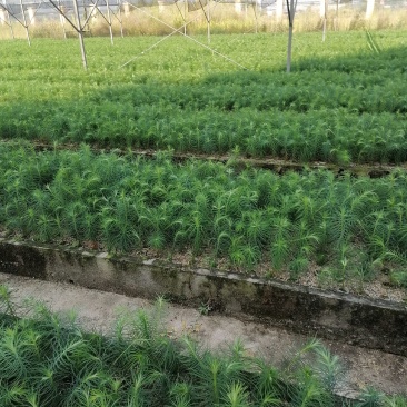 杉木苗自家基地种植杉树苗面积大货源好欢迎咨询采购