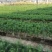 杉木苗自家基地种植杉树苗面积大货源好欢迎咨询采购