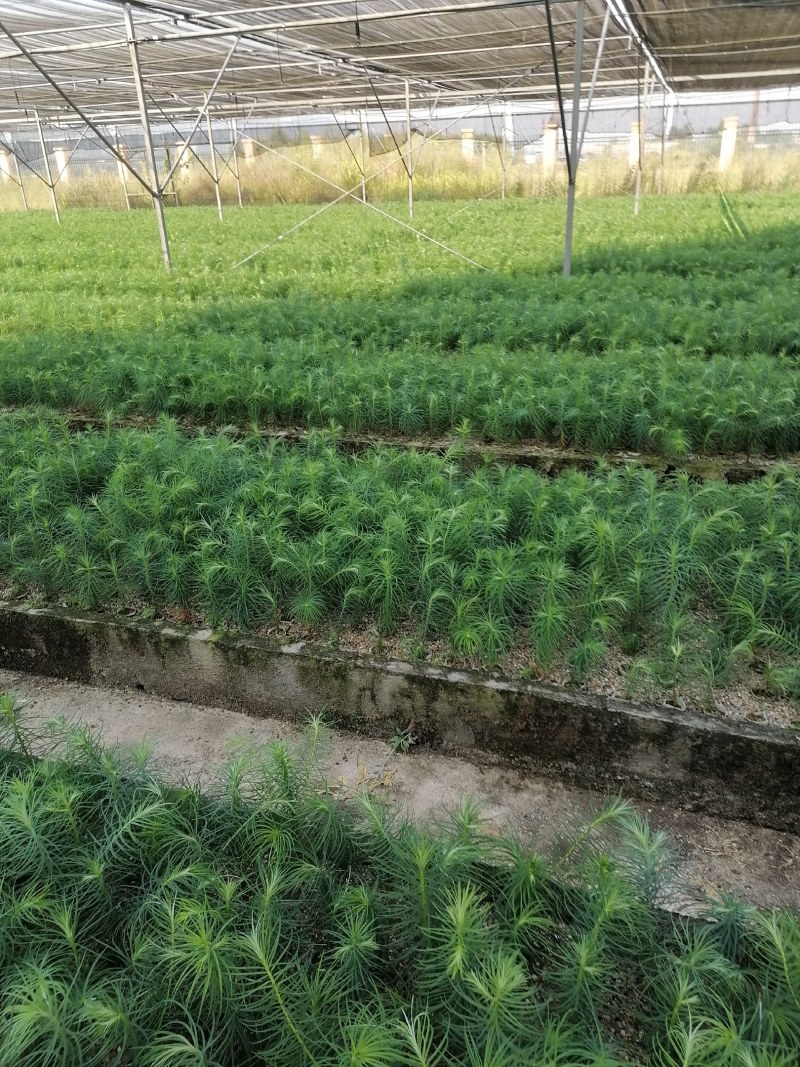 杉木苗自家基地种植杉树苗面积大货源好欢迎咨询采购