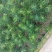 杉木苗自家基地种植杉树苗面积大货源好欢迎咨询采购