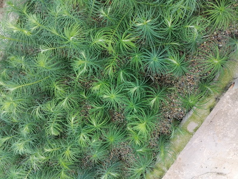 杉木苗自家基地种植杉树苗面积大货源好欢迎咨询采购