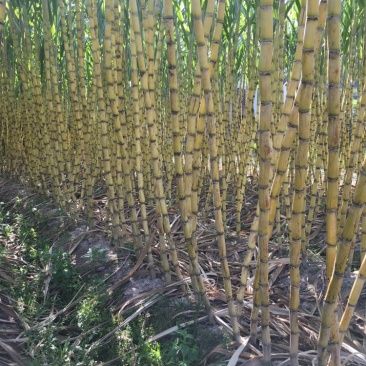 福建黄黑皮甘蔗，10月甘蔗黄金季节大量批发，大量的出售欢