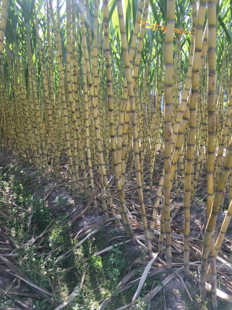 福建黄黑皮甘蔗，10月甘蔗黄金季节大量批发，大量的出售欢