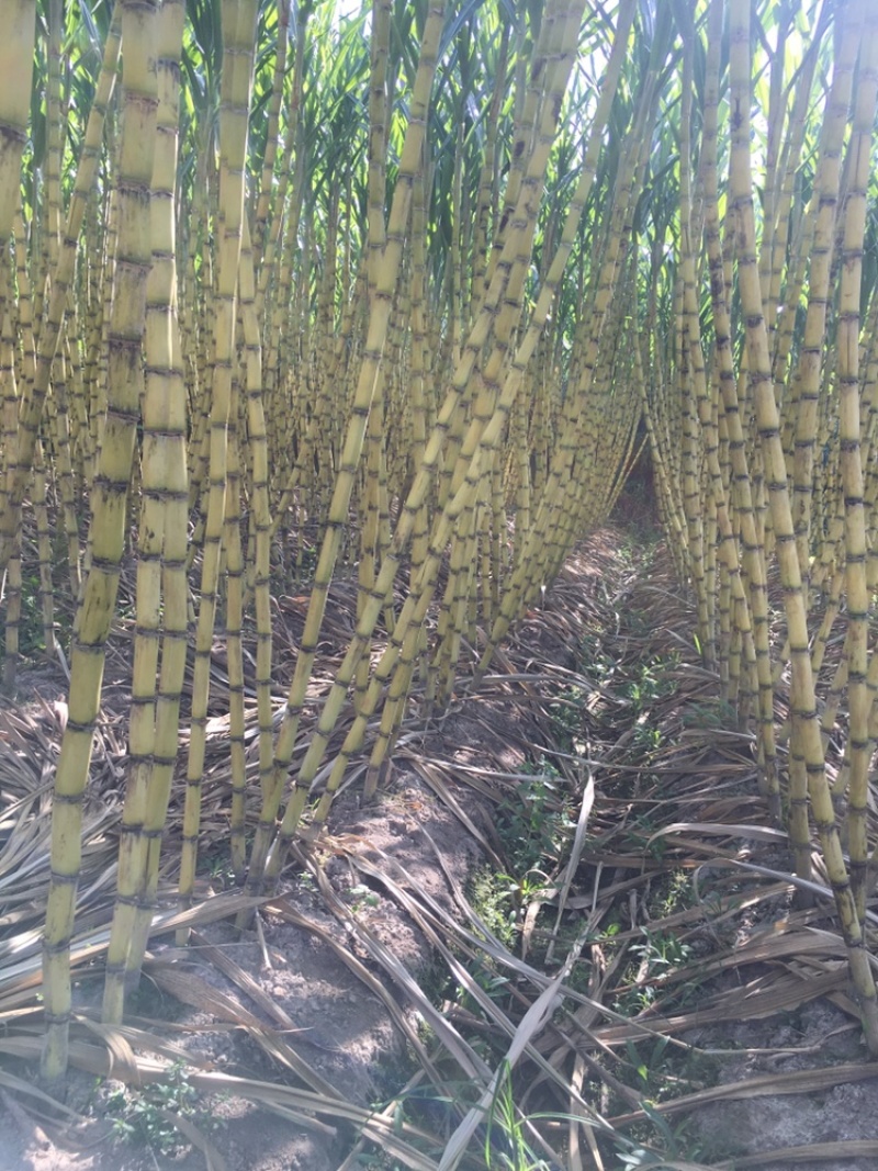 福建黄黑皮甘蔗，10月甘蔗黄金季节大量批发，大量的出售欢