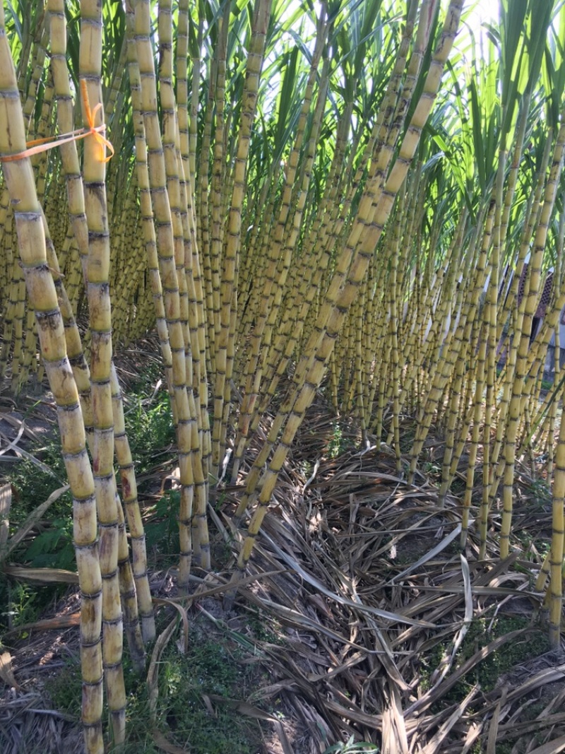 福建黄黑皮甘蔗，10月甘蔗黄金季节大量批发，大量的出售欢