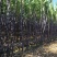 福建黄黑皮甘蔗，10月甘蔗黄金季节大量批发，大量的出售欢