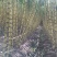福建黄黑皮甘蔗，10月甘蔗黄金季节大量批发，大量的出售欢