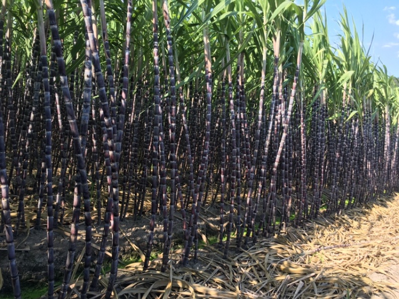 福建黄黑皮甘蔗，10月甘蔗黄金季节大量批发，大量的出售欢