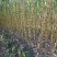 福建黄黑皮甘蔗，10月甘蔗黄金季节大量批发，大量的出售欢