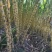 福建黄黑皮甘蔗，10月甘蔗黄金季节大量批发，大量的出售欢
